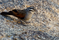 Emberiza capensis